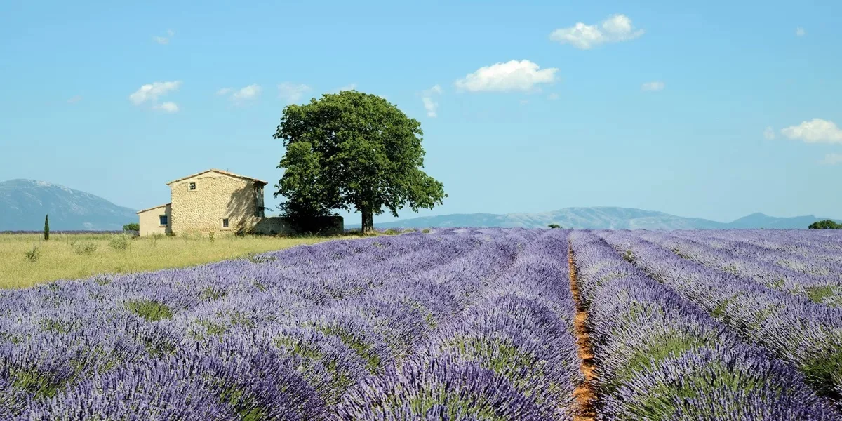 Country Roads of France
